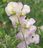 40 Sweet Pea Seeds ‘High Scent’ Flower Seeds Annual Lathyrus odoratus Parfum de Bloom