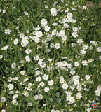 1000 BABYS BREATH Flower Seeds Gypsophila Elegans