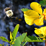 250 Sensitive PARTRIDGE PEA Chamaecrista Flower Seeds