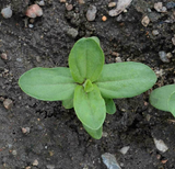 200 Zinnia Luminosa Flower Seeds Zinnia Elegans
