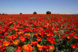 300 California Poppy Flower Seeds Red Chief Eschscholzia Californica