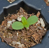 200 Zinnia Pumila Mix Flower Seeds Zinnia Elegans