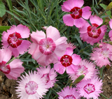 500 Dianthus Cottage Pinks Mixed Flower Seeds Dianthus plumarius