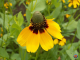 5000 Clasping Coneflower Flower Seeds Rudbeckia Dracopis Amplexicaulis