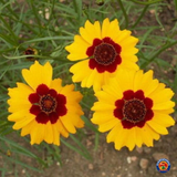 5000 Coreopsis tinctoria Dwarf Plains Wildflower Seeds