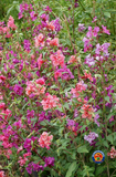 500 Clarkia Flower Seeds Clarkia unguiculata