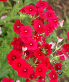 200 Red Drummond Phlox Drummondii Flower Seeds