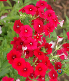 250 Red Drummond Phlox Drummondii Flower Seeds