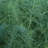 500 Bouquet Dill Seeds Anethum Graveolens Culinary Herb