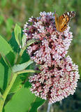 40 Butterfly Milkweed Seeds Pink Asclepias Syriaca Native Perennial for Monarchs