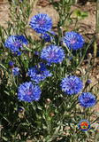 500 Dwarf Blue Bachelor Button Corn flower Seeds Wildflowers