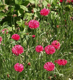500 Tall Red Bachelor Button Cornflower Flower Seeds Centaurea cyanus
