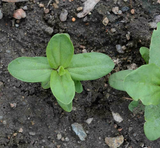 75 Zinnia Cherry Queen Flower Seeds Zinnia Elegans
