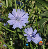 500 Chicory Seeds Cichorium intybus