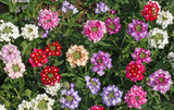 250 Verbena ‘Ideal Florist Mix’ Flower Seeds Verbena Hybrida