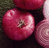 500 Red Burgundy Onion Seeds Allium Cepa Heirloom