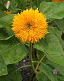 75 Sunflower ‘Dwarf Sungold’ Flower Seeds Helianthus annuus