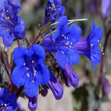 500 California Bluebell Flower Seeds Desert Canterbury