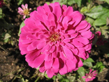 500 Zinnia Flower Seeds Rose Pink Zinnia Elegans