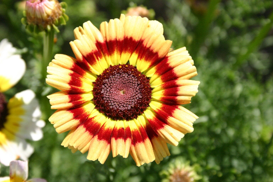 200 Painted Daisy Mix Flower Seeds Chrysanthemum carinatum – The