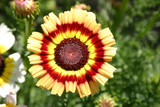 250 Painted Daisy Mix Flower Seeds Chrysanthemum carinatum