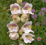 250 Penstemon Pink Palmers Palmeri Flower Seeds