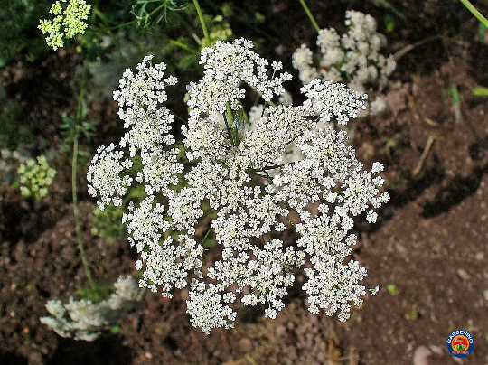 white lace flower seeds 2000 BISHOPS Lace Flower Seeds Ammi Majus False Queen Annes – The Gardening World
