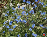 500 Blue Chinese Forget Me Not hound's tongue Flower Seeds Cynoglossum amabile