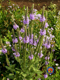 250 Purple Hoary VERVAIN Flower Seeds VERBENA Stricta