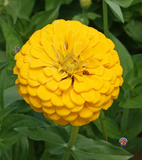 75 Zinnia Canary Bird Flower Seeds Zinnia Elegans