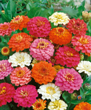 200 Zinnia Thumbelina Mix Flower Seeds Zinnia Elegans
