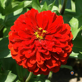 75 Zinnia Scarlet Flame Flower Seeds