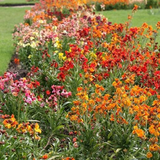 500 Mixed English WALLFLOWER Seeds Cheiranthus Cheiri