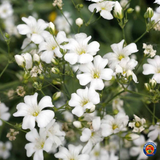 1000 BABYS BREATH Flower Seeds Gypsophila Elegans