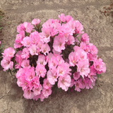 500 Godetia Pink Flower Seeds Native Wildflower Clarkia amoena