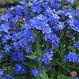 500 Blue Italian Alkanet Anchusa Capensis Flower Seeds