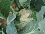 250 Self-Blanche Cauliflower Seeds