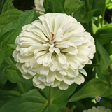 200 Zinnia Polar Bear Flower Seeds Zinnia Elegans