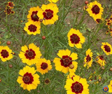 5000 Coreopsis tinctoria Dwarf Plains Wildflower Seeds