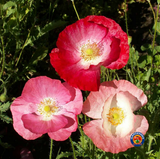 5000 Corn Poppy Flower Seeds Papaver rhoeas Single Mixed