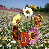 250 Painted Daisy Mix Flower Seeds Chrysanthemum carinatum