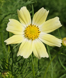 250 Yellow Cosmos Flower Seeds Bipinnatus