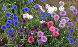 500 Polka Dot Mixed Bachelor Buttons Cornflower Seeds