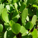 4000 Green Purslane Seeds Herb verdolaga Portulaca Oleracea