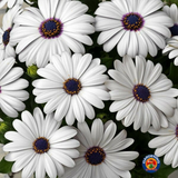 50 White Cape Daisy Flower Seeds Osteospermum eklonis