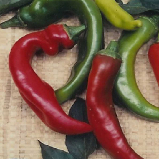 150 Organic Anaheim Mild Hot Chili Pepper Seeds