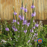 250 Purple Hoary VERVAIN Flower Seeds VERBENA Stricta