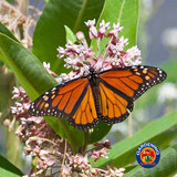 40 Butterfly Milkweed Seeds Pink Asclepias Syriaca Native Perennial for Monarchs