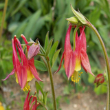 500 Eastern Columbine Flower Seeds Aquilegia canadensis