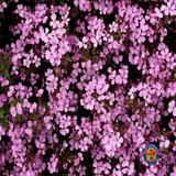 500 Soapwort Flower Seeds Saponaria ocymoides (Ground Cover)